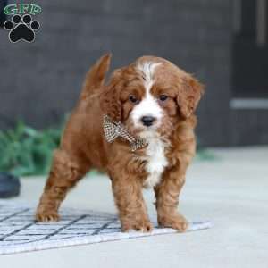 Kobe, Cavapoo Puppy